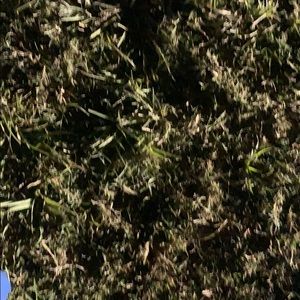 Meet your Posher, Shasha